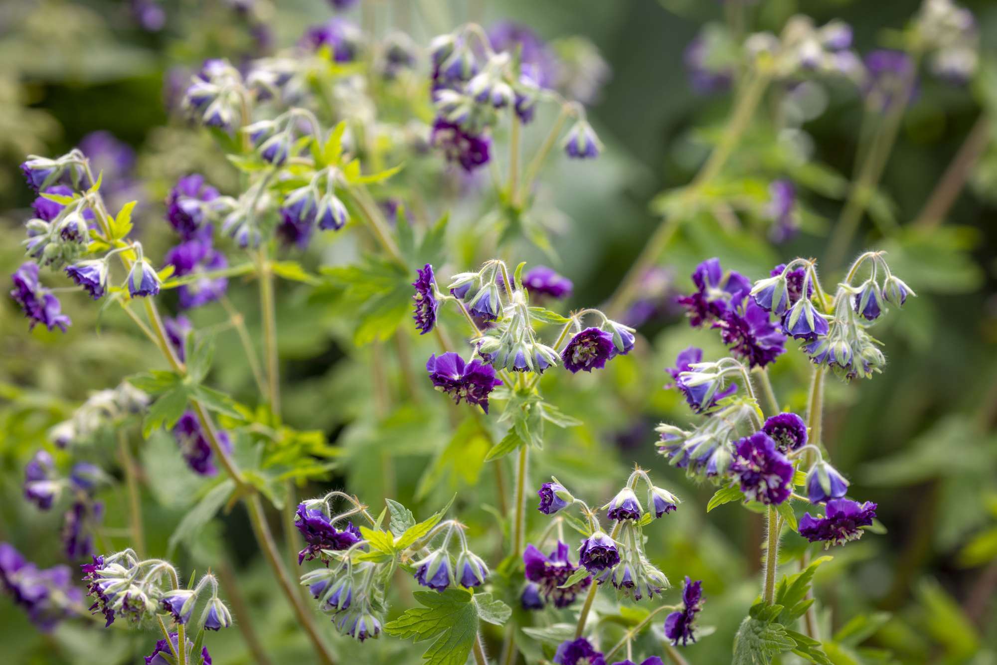 Brunnäva 'Joseph Green'